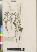 Isotype of Poterium maroccanum Coss. ex Battand. [family ROSACEAE]