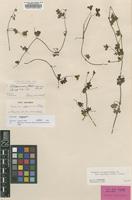 Type of Geranium papuanum Ridl. [family GERANIACEAE]