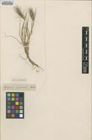 Lectotype of Hordeum chilense Roem. & Schult. [family POACEAE]