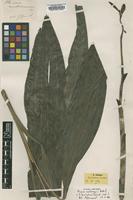 Isotype of Phaius zollingeri Rchb.f. [family ORCHIDACEAE]