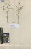 Type of Sisymbrium septulatum DC. [family BRASSICACEAE]