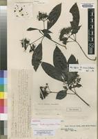 Holotype of Pavetta swynnertonii S.Moore [family RUBIACEAE]