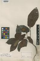 Syntype of Nauclea cumingiana Vidal [family RUBIACEAE]