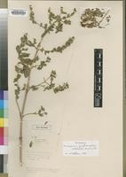 Holotype of Disperma viscidissimum S.Moore [family ACANTHACEAE]