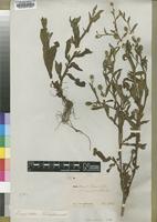Isotype of Sphaeranthus sphenocleoides Oliv.&Hiern [family ASTERACEAE]