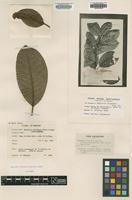 Type of Michelia balansae Aug.DC. [family MAGNOLIACEAE]