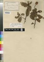 Type of Capparis volkensii Gilg [family CAPPARIDACEAE]
