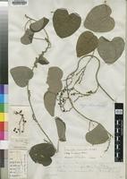 Holotype of Cissampelos zairensis Miers [family MENISPERMACEAE]