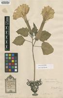 Filed as Datura indet. [family SOLANACEAE]
