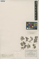 Isotype of Polygala robinsonii S.F. Blake [family POLYGALACEAE]