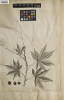 Filed as Merremia tuberosa (L.) Rendle [family CONVOLVULACEAE]