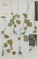 Type of Mitella caulescens Nutt. [family SAXIFRAGACEAE]