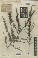 Brya ebenus in Global Plants on JSTOR