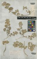 Type of Malva hederacea Douglas [family MALVACEAE]