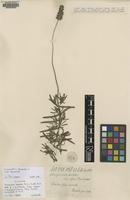 Syntype of Stoechas dentata Mill. [family LAMIACEAE]