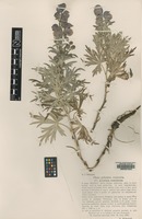 Type of Aconitum romanicum Woł. [family RANUNCULACEAE]