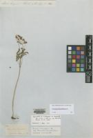 Type of Geranium tuberosum Kar. & Kir. var. transversale [family GERANIACEAE]