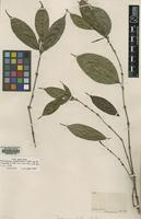 Isotype of Faramea spathacea Müll.Arg. ex Standl. [family RUBIACEAE]