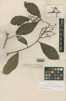 Isotype of Synzyganthera purpurea Ruiz & Pav. [family LACISTEMACEAE]