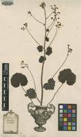 Original material of Saxifraga rotundifolia L. [family SAXIFRAGACEAE]