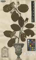 Original material of Crataegus aria L. var. aria [family ROSACEAE]