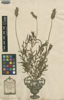 Lectotype of Lavandula dentata L. [family LAMIACEAE]