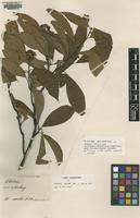 Type of Photinia fauriei Card. [family ROSACEAE]