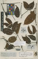 Isolectotype of Gnetum paniculatum Spruce ex Benth. [family GNETACEAE]
