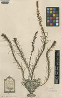 Lectotype of Hebenstretia dentata L. [family SELAGINACEAE]