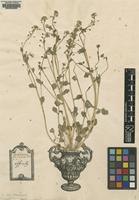 Original material of Cochlearia officinalis L. [family BRASSICACEAE]