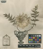 Lectotype of Carlina acaulis L. [family ASTERACEAE]