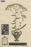 Original material of Achillea alpina L. [family ASTERACEAE]