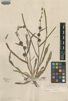 Original material of Sparganium erectum L. [family SPARGANIACEAE]