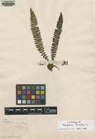 Lectotype of Polypodium lonchitis L. [family DRYOPTERIDACEAE]