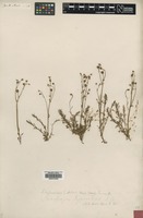 Filed as Saxifraga hypnoides L. [family SAXIFRAGACEAE]