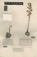 Type of Saxifraga catalaunica Boiss. & Reut. [family SAXIFRAGACEAE]