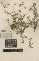 Filed as Potentilla collina Wibel [family ROSACEAE]