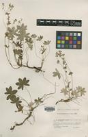 Isolectotype of Alchemilla pallens Buser [family ROSACEAE]