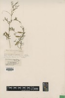 Syntype of Vicia cinerea Gruner var. maritima [family FABACEAE]