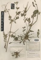 Isotype of Erodium sennenii Bianor [family GERANIACEAE]