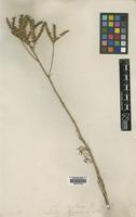 Type of Ruta montana L. [family RUTACEAE]
