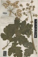 Type? of Heracleum aestivum Jord. [family APIACEAE]
