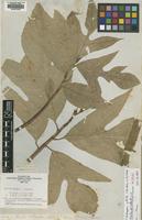 Type of Sitodium altile Parkinson [family MORACEAE]