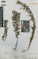 Syntype of Hockinia montana Gardner [family GENTIANACEAE]