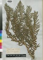 Isotype of Cyathea burkei Hook. [family CYATHEACEAE]