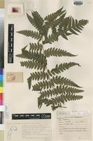 Type of Lonchitis gracilis Alston [family DENNSTAEDTIACEAE]