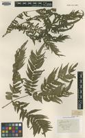 Isotype of Marattia salicifolia Kunze var. natalensis [family MARATTIACEAE]