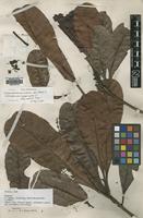 Syntype of Campnosperma wallichii King [family ANACARDIACEAE]