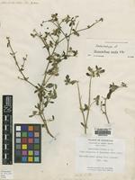 Isolectotype of Nyssanthes media R.Br. [family AMARANTHACEAE]