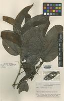 Isotype of Banisteriopsis brevipedicellata B.Gates [family MALPIGHIACEAE]